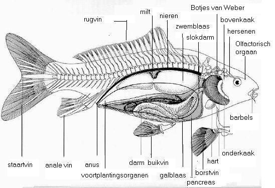 Interne anatomie van de koi!