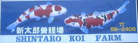 Shintaro Koi Farm