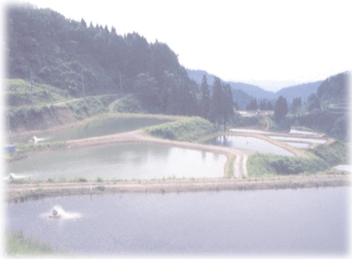 Yagenji Koi Farm - mudponds