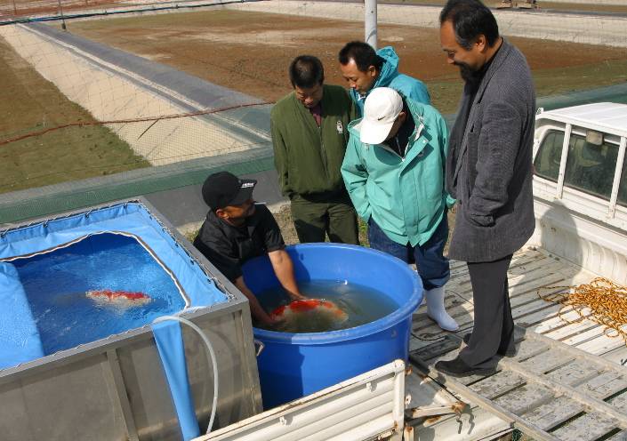 Sakai mudpond